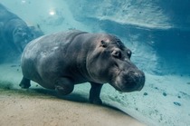 Hipopotam-nilowy.jpg